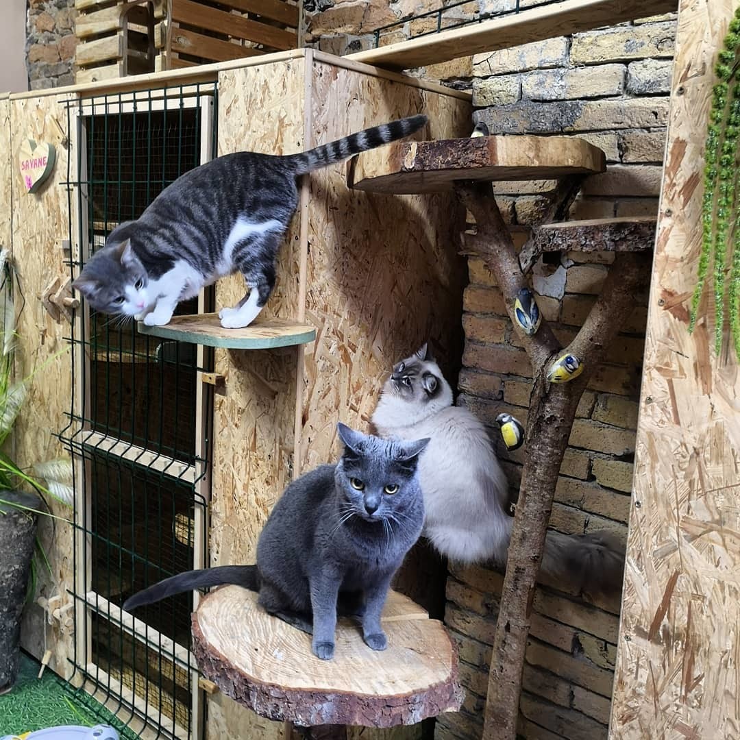 Zoebonbon Garderie Pour Chats A Lyon Lodges Uniques