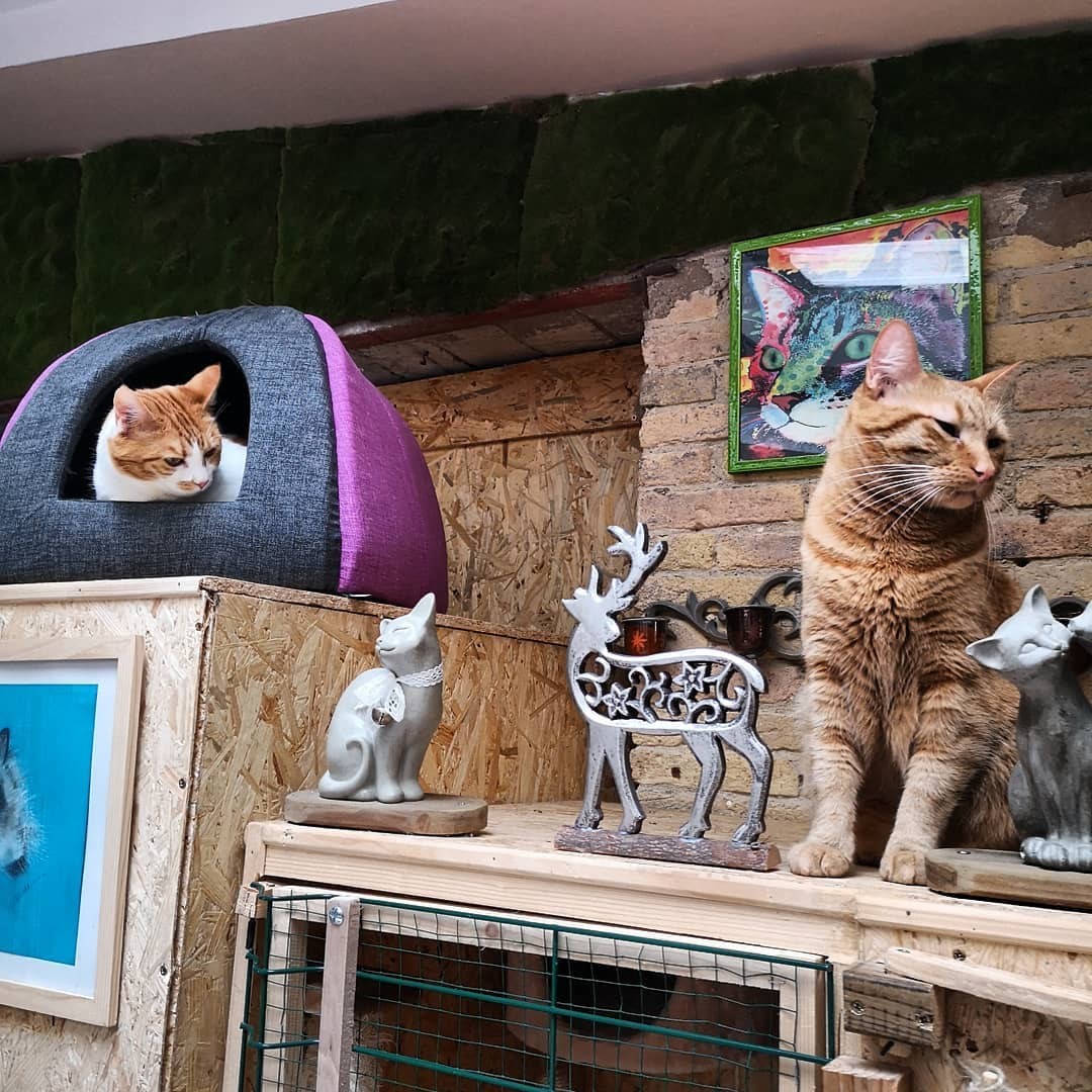 Zoebonbon Garderie Pour Chats A Lyon Lodges Uniques